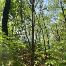 연의체육공원 | 나무심기 🌳