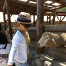 안흥목장 이미지