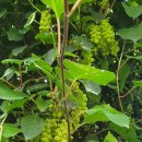 수림꽃농원 이미지