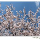 세상에서 가장 아름다운 철길, 진해 경화역의 벚꽃 이미지