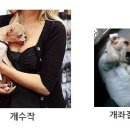 개수작 이미지