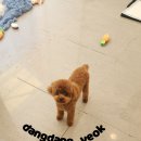 애견미용실 이미지