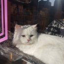 소중한 개 이미지