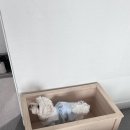 글램독 영흥도 이미지