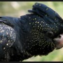 소란피자 이미지