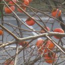 마음은 소녀 이미지