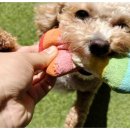 댕댕월드 이미지