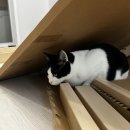 이케아 식탁 내돈내산 추천 노로케르 Norraker 1년 사용 후기