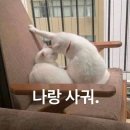 주현동물병원 | 여러분~~모두 행복하세요!! 왜냐구요? 제가 행복하니까요 ^ω^