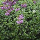 두 번째 벚꽃 이미지