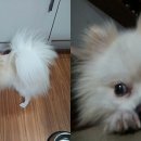 순도리네애견 이미지