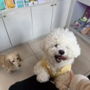 댕댕아띠 이미지