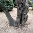 연일읍사무소 이미지