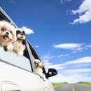 이담동물병원 이미지