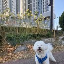 힐링힐링 반려견 교육 유치원 이미지