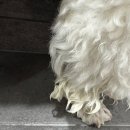 멍&냥 | 멍&amp;냥 솝 천연비누로 강아지 목욕해요🧽🧼🫧