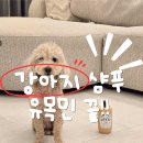 시카고펫 | 디고 천연 강아지 샴푸 노견 피부까지 촉촉하게