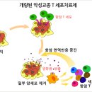 표적항암치료제 관련주 총 출동. 이미지