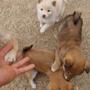 왕초켄넬 이미지