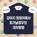두류동물병원 네이버블로그