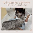팔용로-2 | 창원 팔용동 캣츠하우스, 6살 아이랑 고양이카페 방문후기!