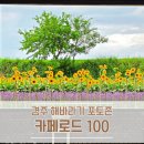해바라기카페 - 포천시 구절초로 18 | 경주 빙수 맛집 카페로드100, 해바라기 밭이 예쁜 경주 불국사 카페 후기