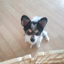 THE 폼나개 이미지