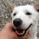 진도애견훈련소 이미지