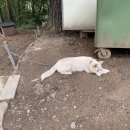 댕댕클럽 | [태백/강릉여행]2박3일 오붓한강릉 숙소정보 엄지네포장마차 미인폭포 外 여행후기