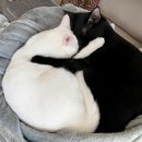 이영수고양이병원
