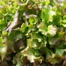 파주흑염소농장 이미지