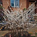 미선농장 이미지