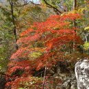피아골(기산) Daum카페