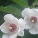 서쪽노을 이미지