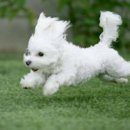 도그비숑 이미지