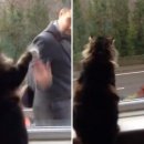 웃게해줄개 이미지