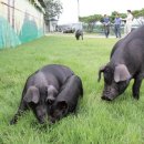 김영신축산 이미지