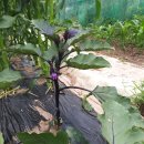 이글농장 이미지