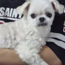 프리티도그 이미지