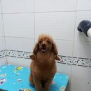 초코메디칼 이미지