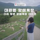 삼양가축 | 강원도 평창 가볼만한 곳 | 대관령 3대 양떼목장 비교 대관령 양떼목장 다시 찾은 이유