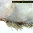 Flounder (Pleuronectidae 가자미科) 이미지