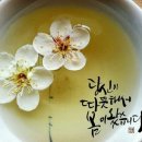 서경 Daum카페