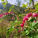 곰배령 팜스테이 이미지