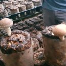 새샘농장 이미지