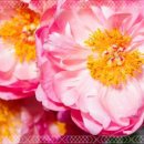 <b>앤피오나</b> 란 무엇인가요