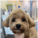 포블포블 이미지