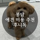 후니독 | [화성 봉담 애견미용 추천] 전문적인 애견미용샵 후니독 내돈내산 솔직후기