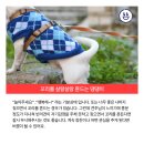 안녕 댕댕아 이미지