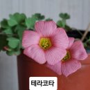 사랑초 테라코타 이미지